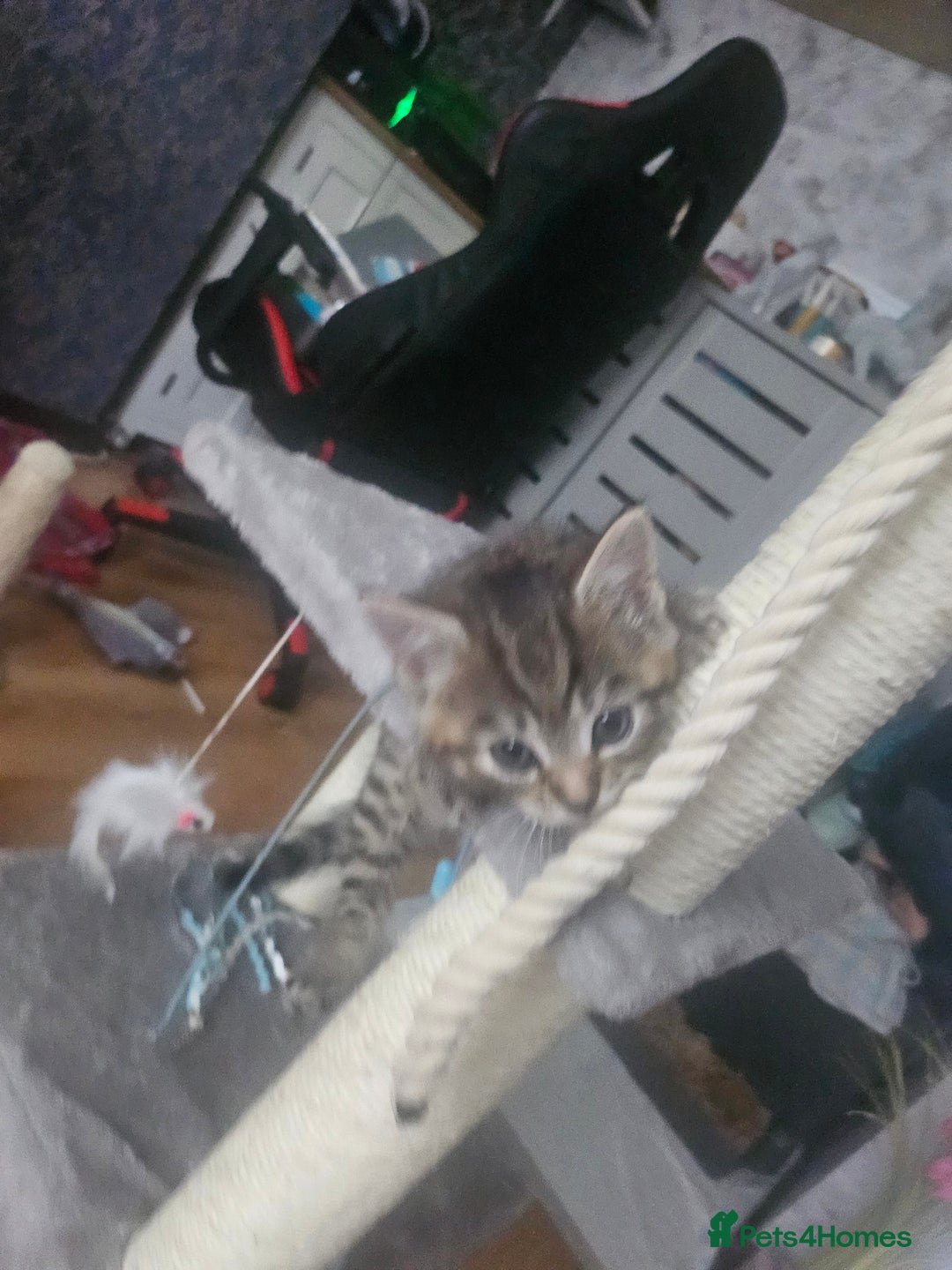European cats for sale: Female tabby europian shorthair mixed kitten 🏡  - Image 19