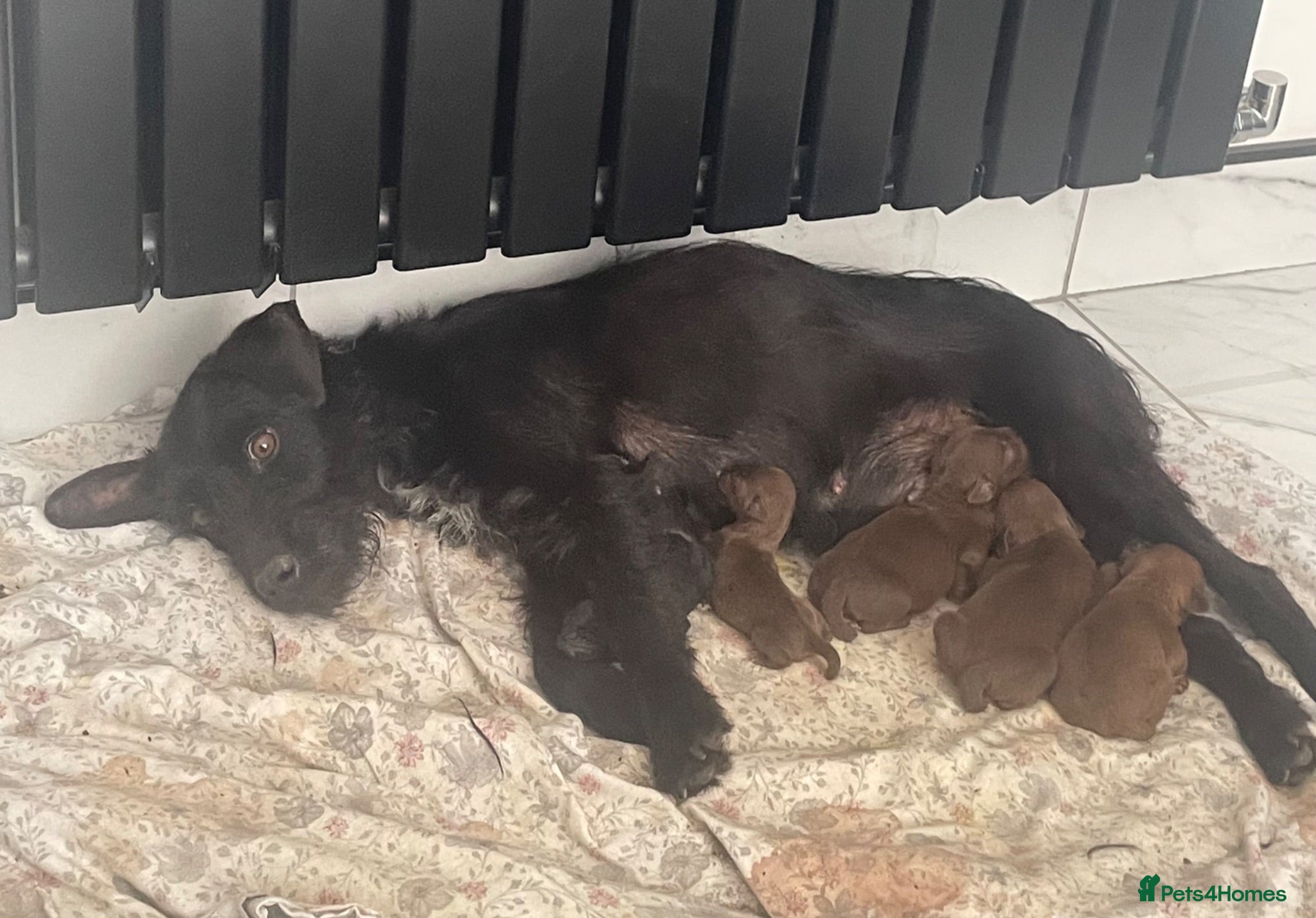 Patterdale Terrier dogs Beautiful patterdale puppies  - Advert 1
