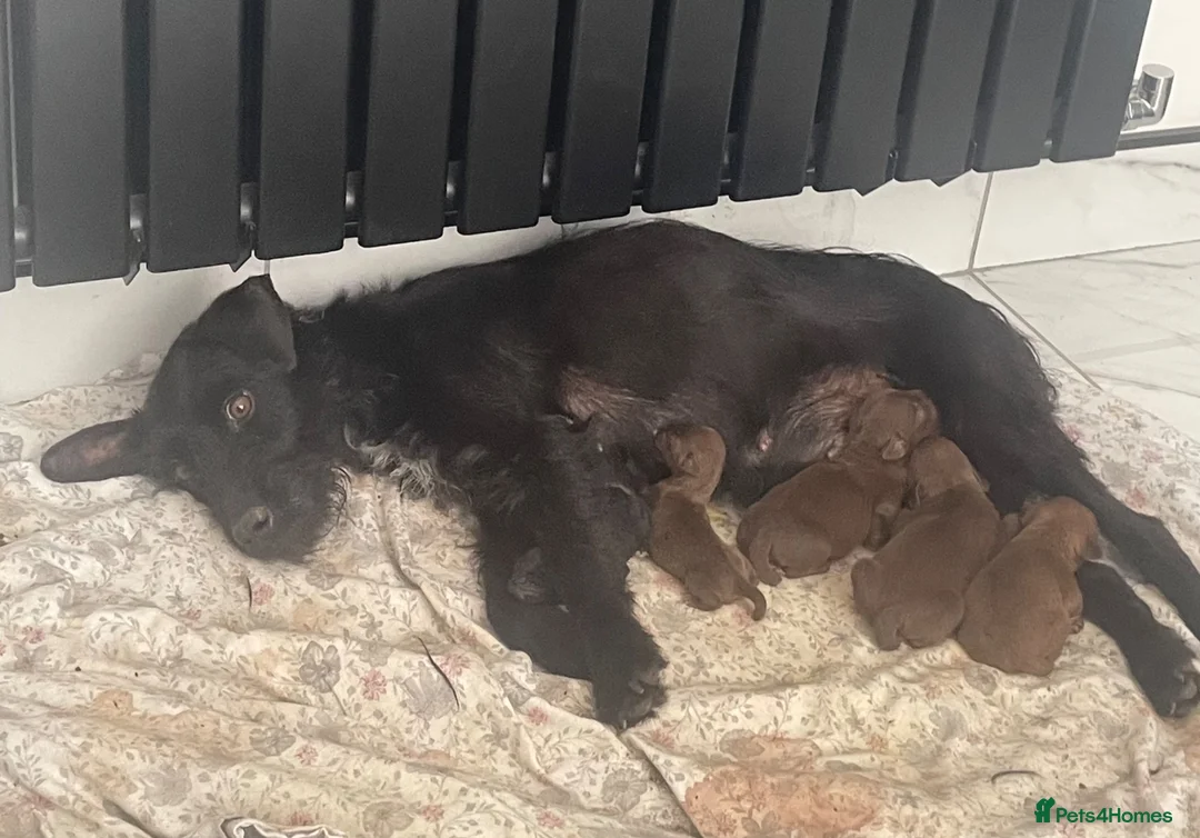 Patterdale Terrier dogs for sale: Beautiful patterdale puppies  - Advert 1