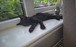 Mixed Breed cats for sale: Fluffy kittens - Image 10