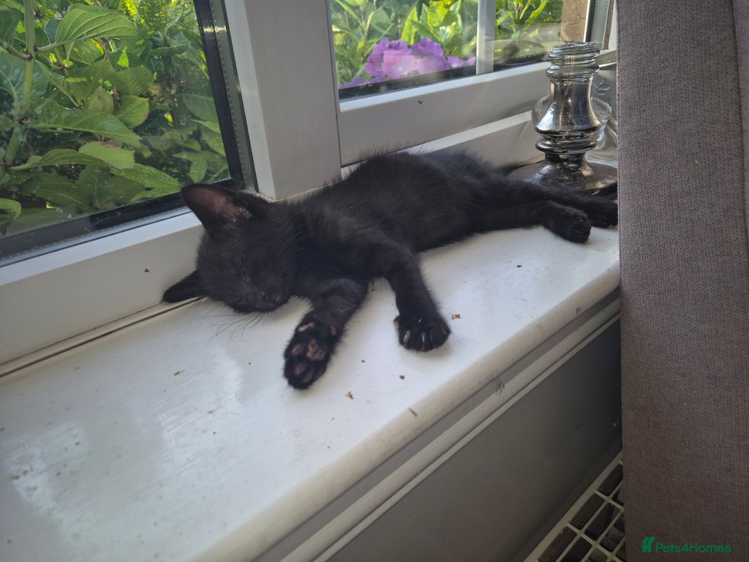 Mixed Breed cats for sale: Fluffy kittens - Image 10