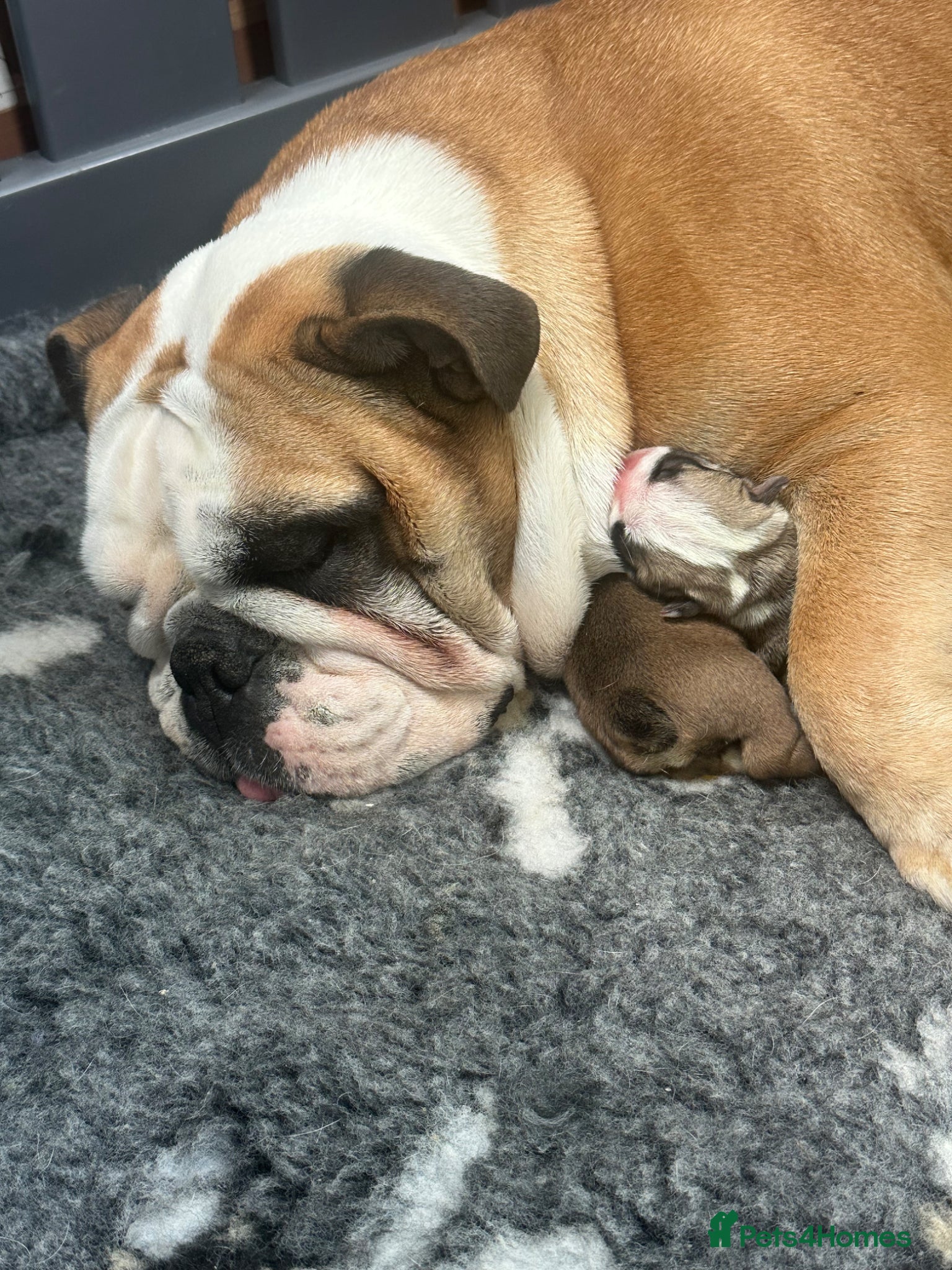 English Bulldog dogs Stunning litter of kc reg English bulldog puppies  - Advert 10