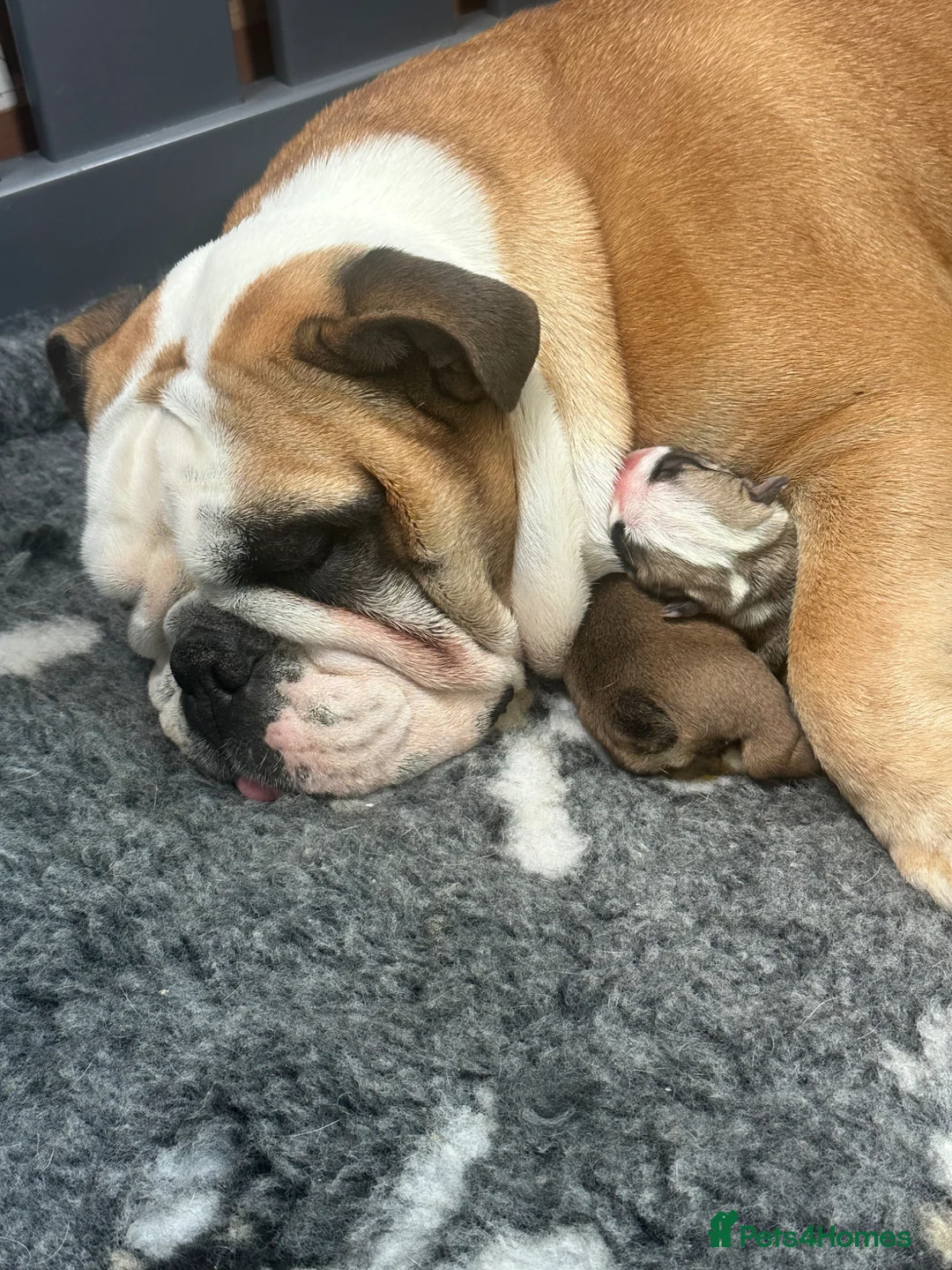 English Bulldog dogs for sale: Stunning litter of kc reg English bulldog puppies  - Advert 1