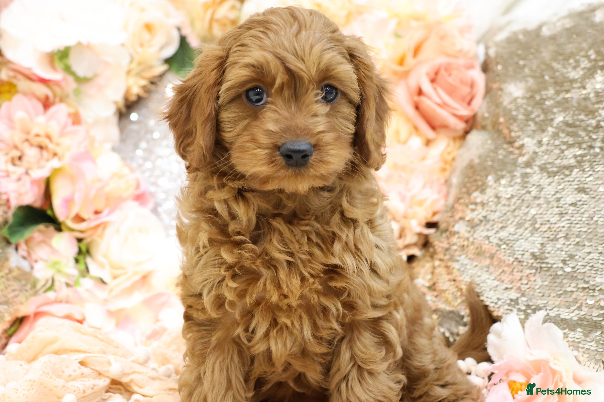 Cavapoo dogs *HEALTH TESTED* Cavapoo Puppies - Advert 1