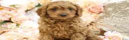 Cavapoo dogs for sale: *HEALTH TESTED* Cavapoo Puppies - Advert 2