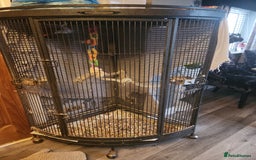 Parrots birds for sale: African grey parrot  - Image 4