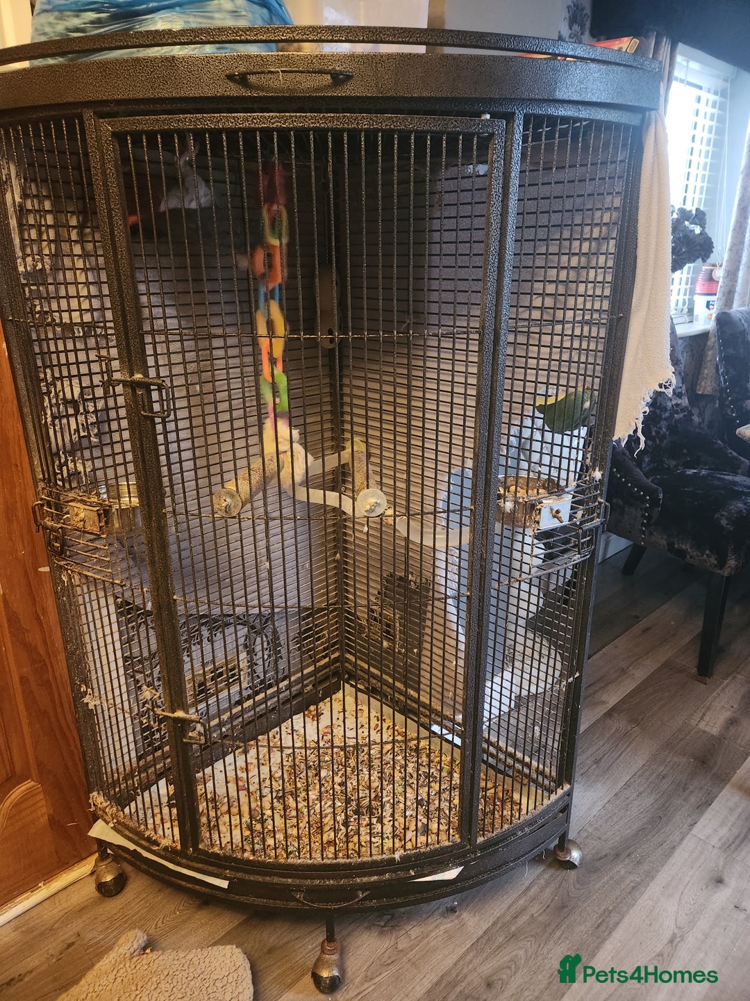 Parrots birds for sale: African grey parrot  - Image 4
