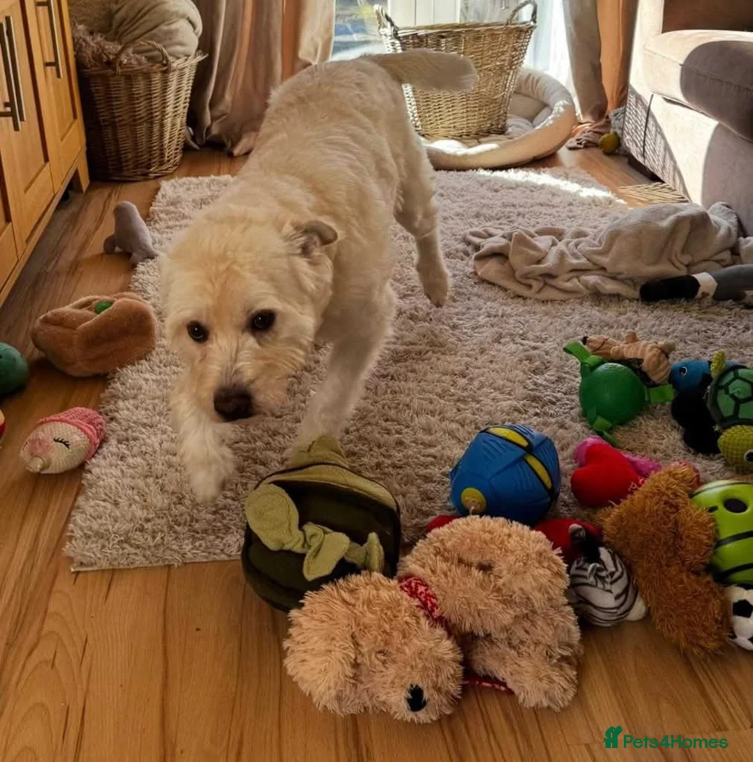 Mixed Breed dogs for adoption: Meet Snow, currently residing in Derbyshire  in Swadlincote - Advert 6