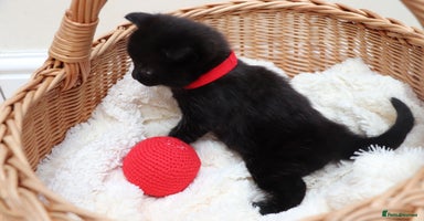 Mixed Breed cats - Advert 11