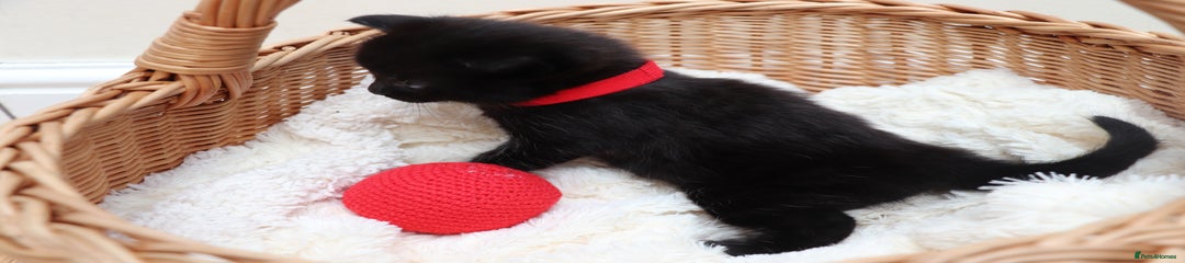 Mixed Breed Kitten 4