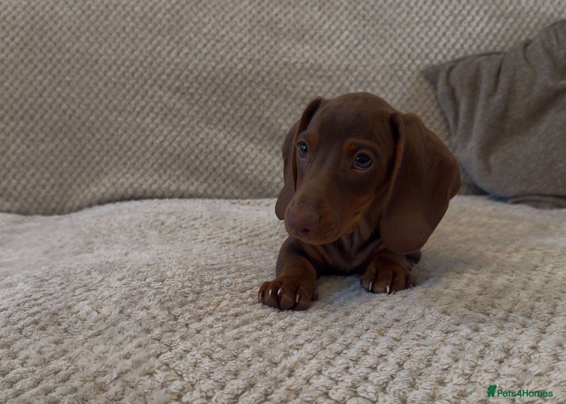 Miniature Dachshund dogs 2 LEFT! READY NOW STUNNING MINI DACHSHUNDS - Advert 2