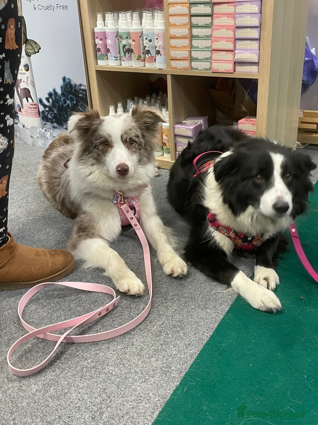 Border Collie dogs for sale: Stunning KC Reg Health Tested Border Collies - Advert 5