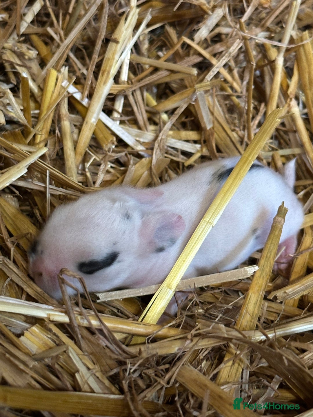 Mini Lop rabbits for sale: Mini lop bunnies  - Image 20