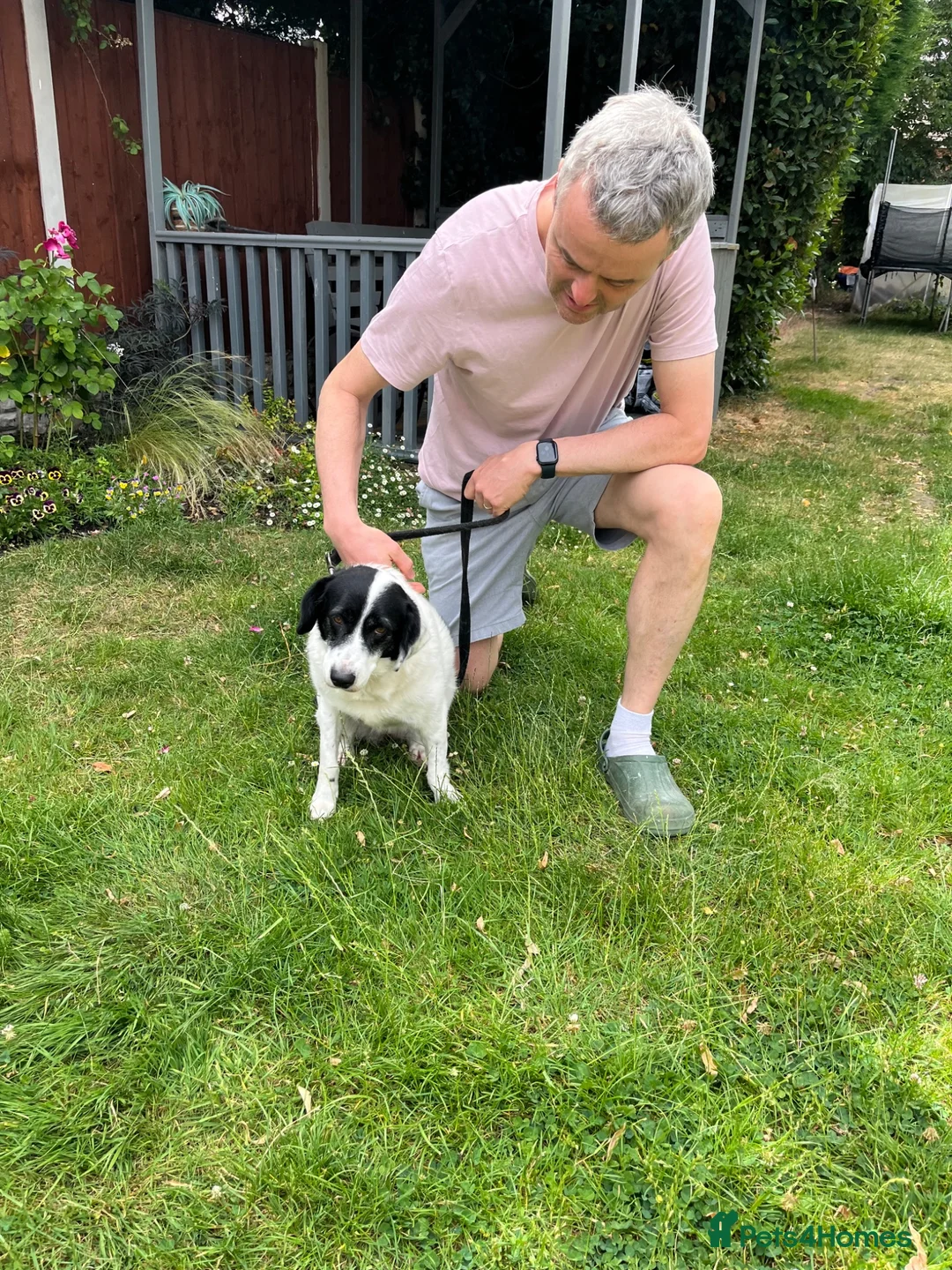 Mixed Breed dogs for adoption: Sweet calm Freya  - Advert 1