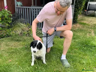 Mixed Breed dogs Sweet calm Freya - Advert 1