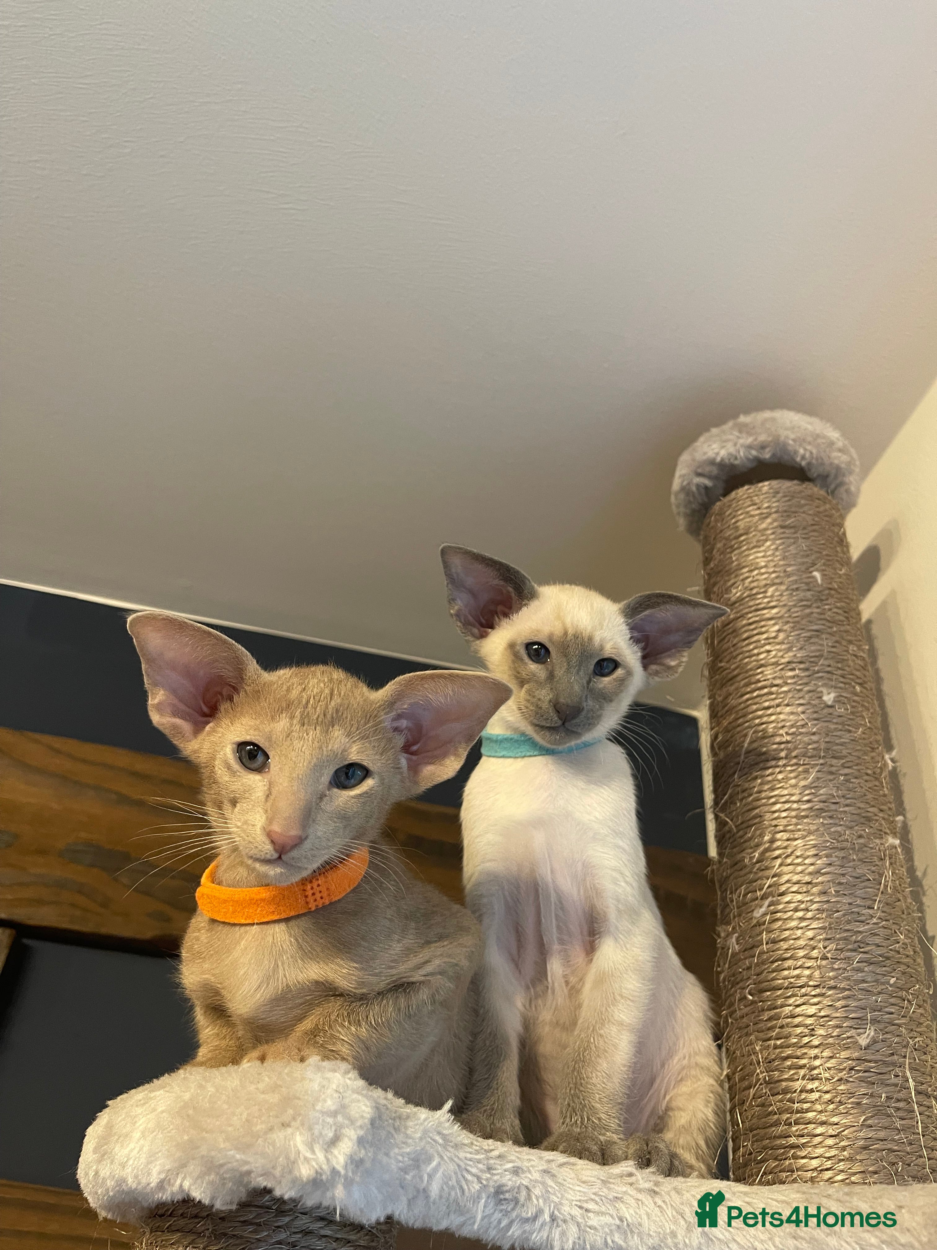 Siamese cats 2 Lovely Siamese boys left 🥰 🩵❤️ - Advert 1