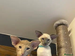 Siamese cats 2 Lovely Siamese boys left 🥰 🩵❤️ - Advert 1