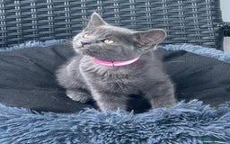 Mixed Breed cats for sale: 6 beautiful kittens ready for their forever homes - Image 3