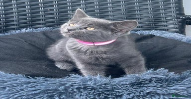 Mixed Breed cats - Advert 8