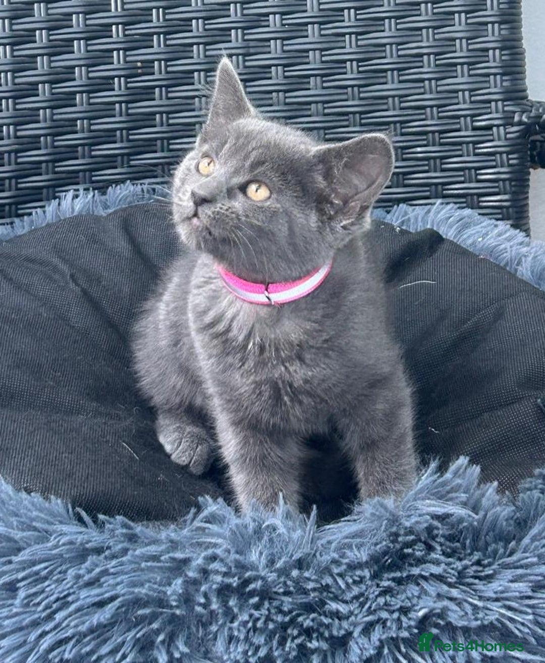 Mixed Breed cats for sale: 6 beautiful kittens ready for their forever homes - Image 3