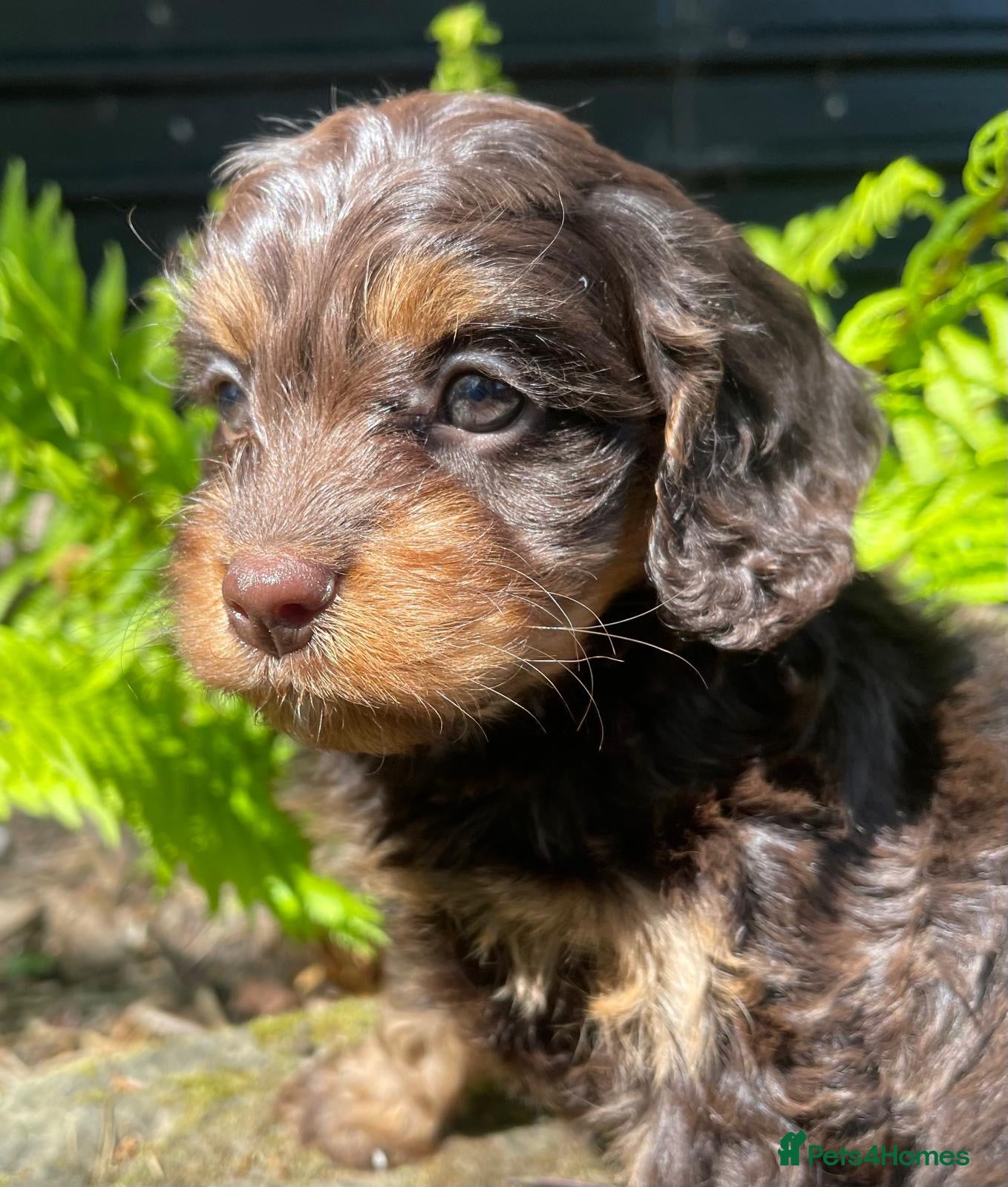 Cavapoo dogs Toy Cavapoos Health tested . - Advert 2