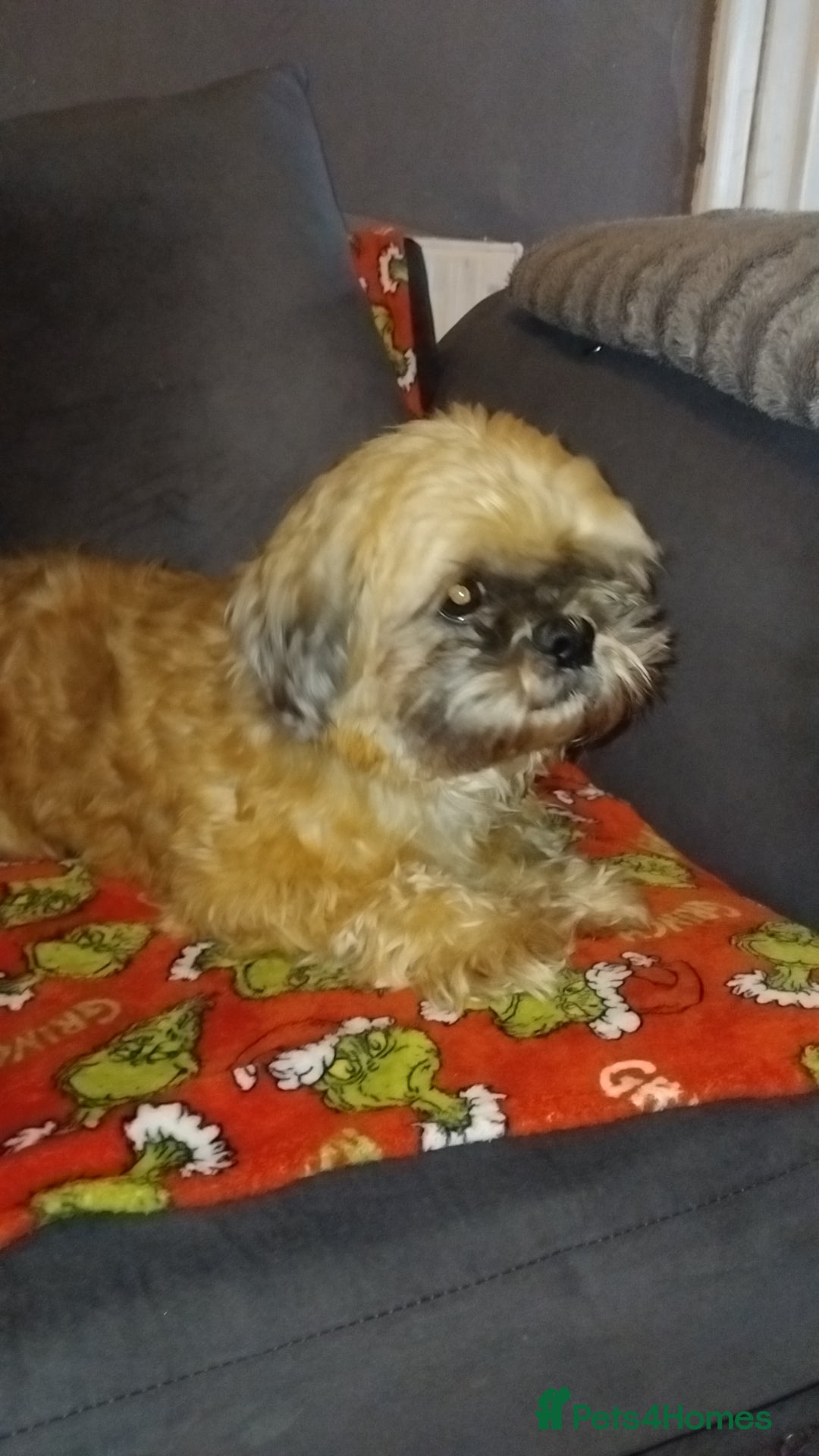 Shorkie dogs Shihtzu boy - Advert 1