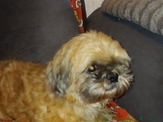 Shorkie dogs Shihtzu boy - Advert 8