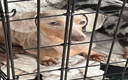 Miniature Dachshund dogs for sale: Isabella Miniture dachshund  - Image 5