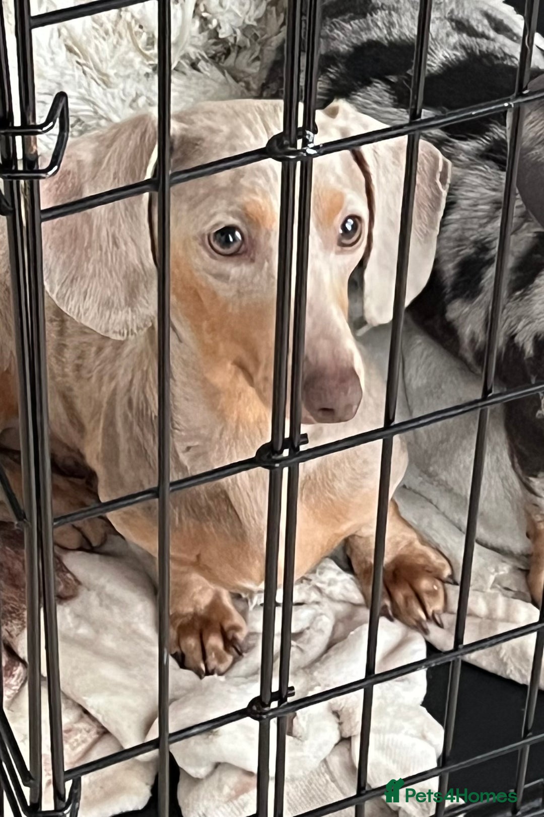Miniature Dachshund dogs for sale: Isabella Miniture dachshund  - Image 5