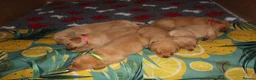 Labrador Retriever dogs for sale: Fox red/golden Labrador - Advert 6