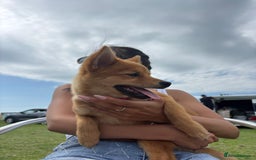 Mixed Breed dogs for sale: Beautiful 7 month old Pomshi hybrid  - Image 15