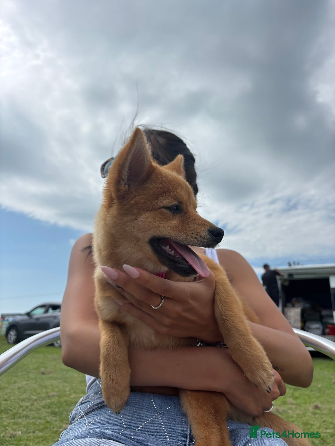 Mixed Breed dogs for sale: Beautiful 7 month old Pomshi hybrid  - Image 15