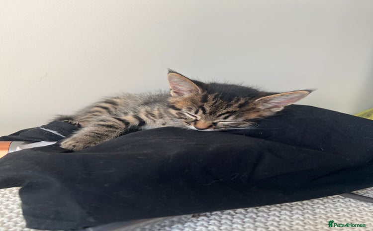 Domestic Shorthair cats - Advert 3