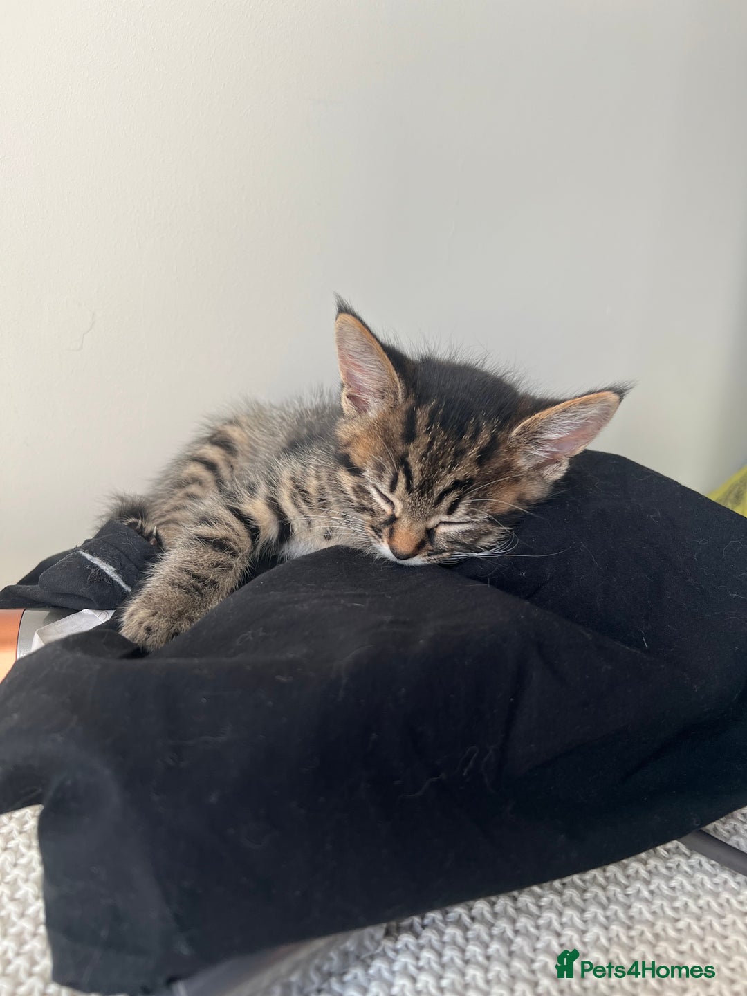 Domestic Shorthair cats for sale: Grey tabby - Image 1