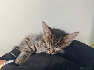 Domestic Shorthair cats - Advert 23