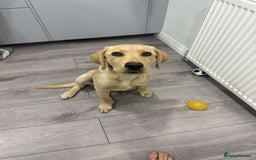 Labrador Retriever dogs for sale: Charlie  - Image 4