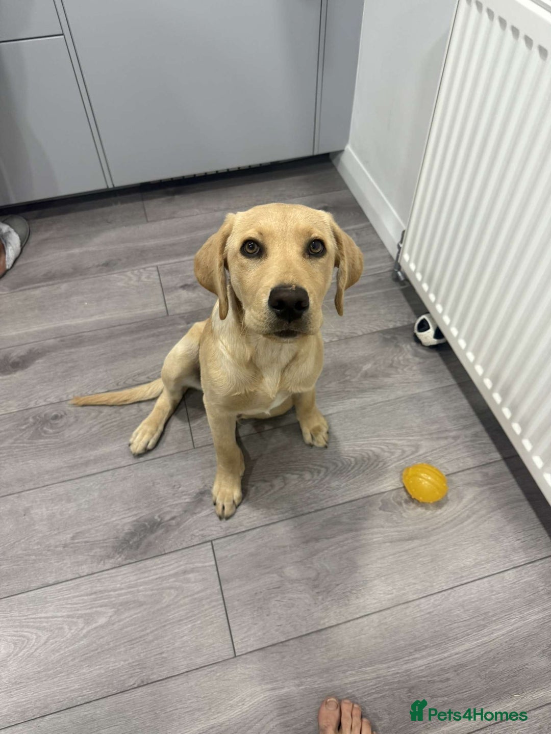 Labrador Retriever dogs for sale: Charlie  - Image 4