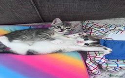 Mixed Breed cats for sale: Beautifully unique kittens - Image 1