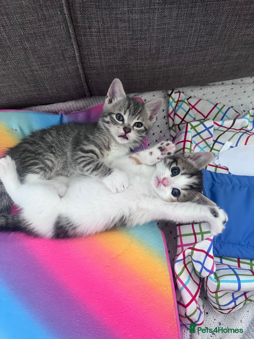 Mixed Breed cats for sale: Beautifully unique kittens - Image 1