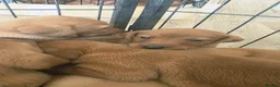 Labrador Retriever dogs for sale:  Ready to leave this week!!! Fox Red Labrador. - Advert 14