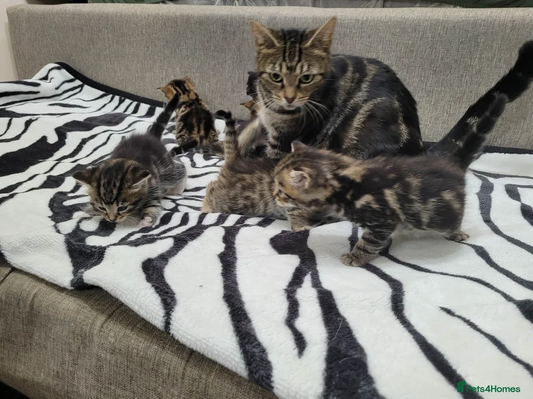 Mixed Breed cats for sale: Adorable Tabby Kittens Looking for Forever Homes - Advert 5