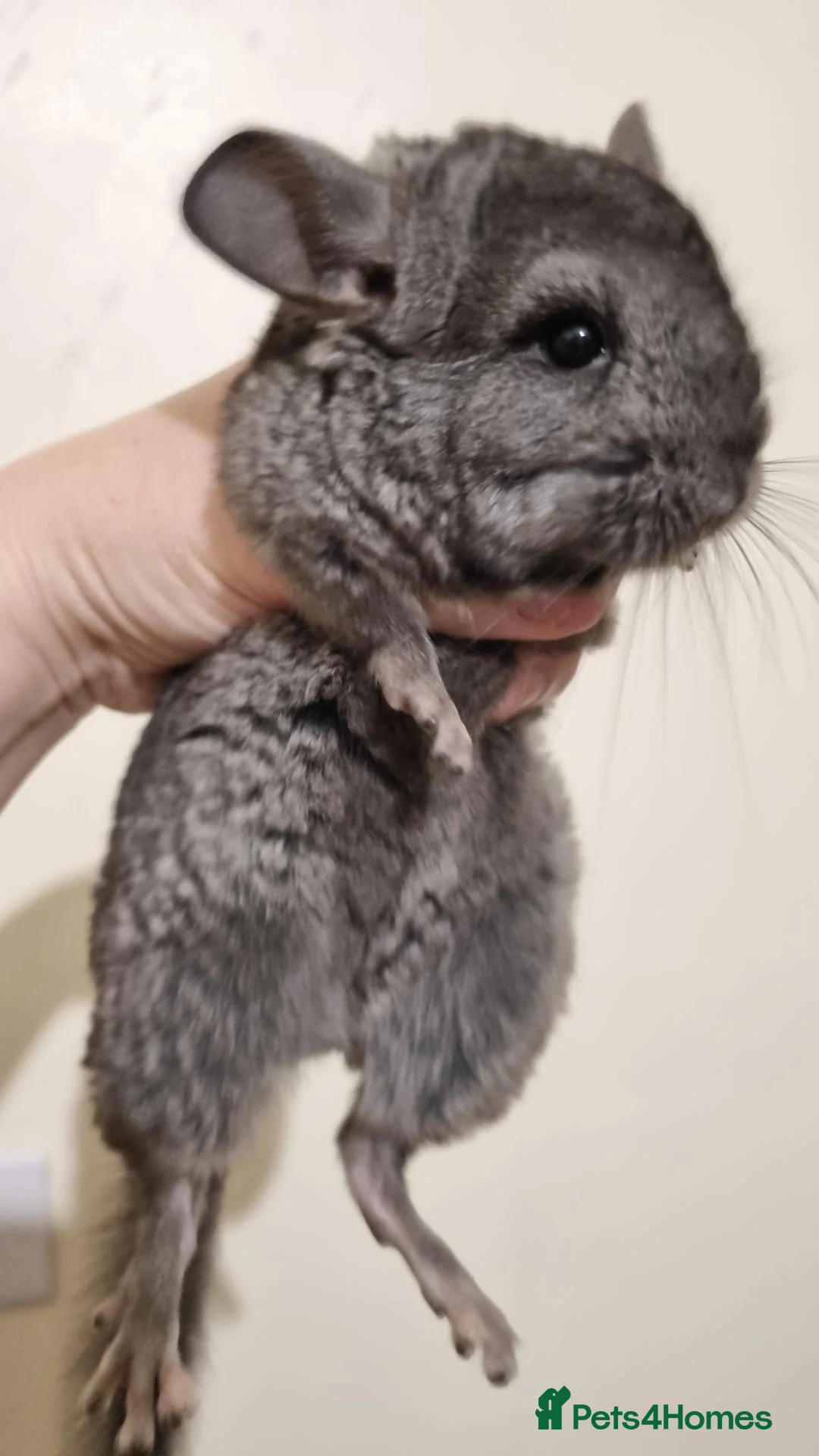 Chinchilla rodents for sale: Pedigree Male Ebony Chinchilla Kit - Advert 1