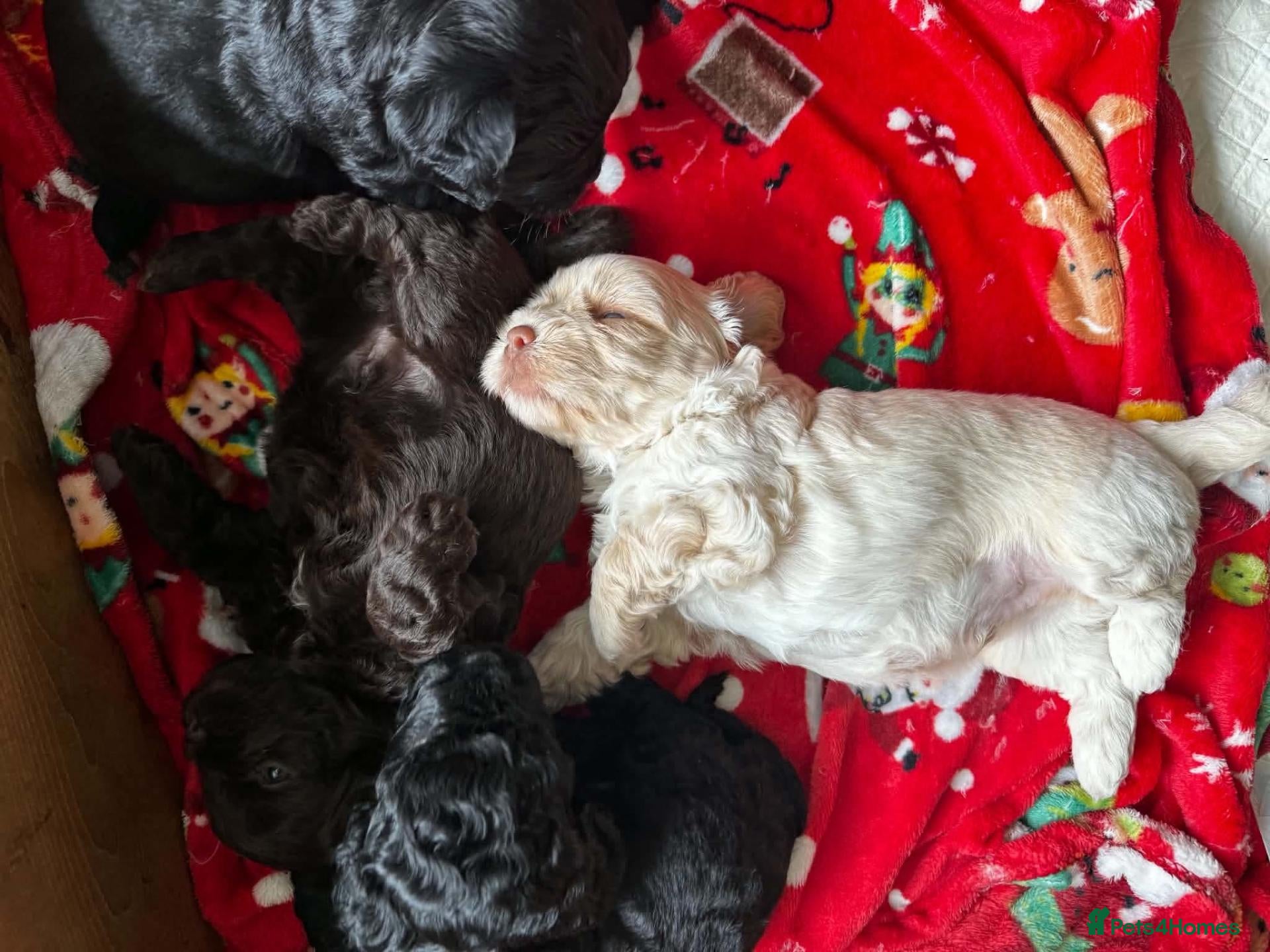 Shihpoo dogs 🐾 Gorgeous Shihpoo puppies for sale 🐾 - Advert 2