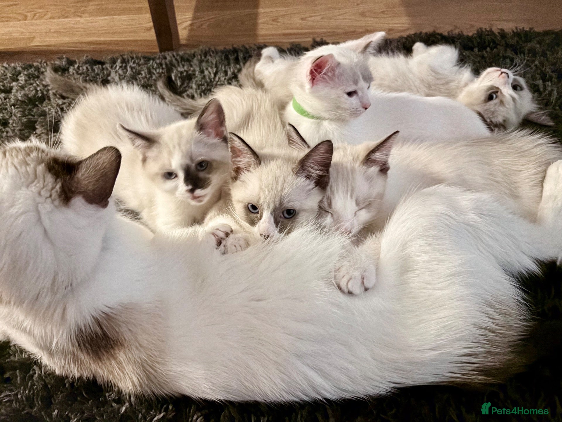 Ragdoll cats for sale: Looking for perfect furry companion?❤️🐾😻 - Advert 2