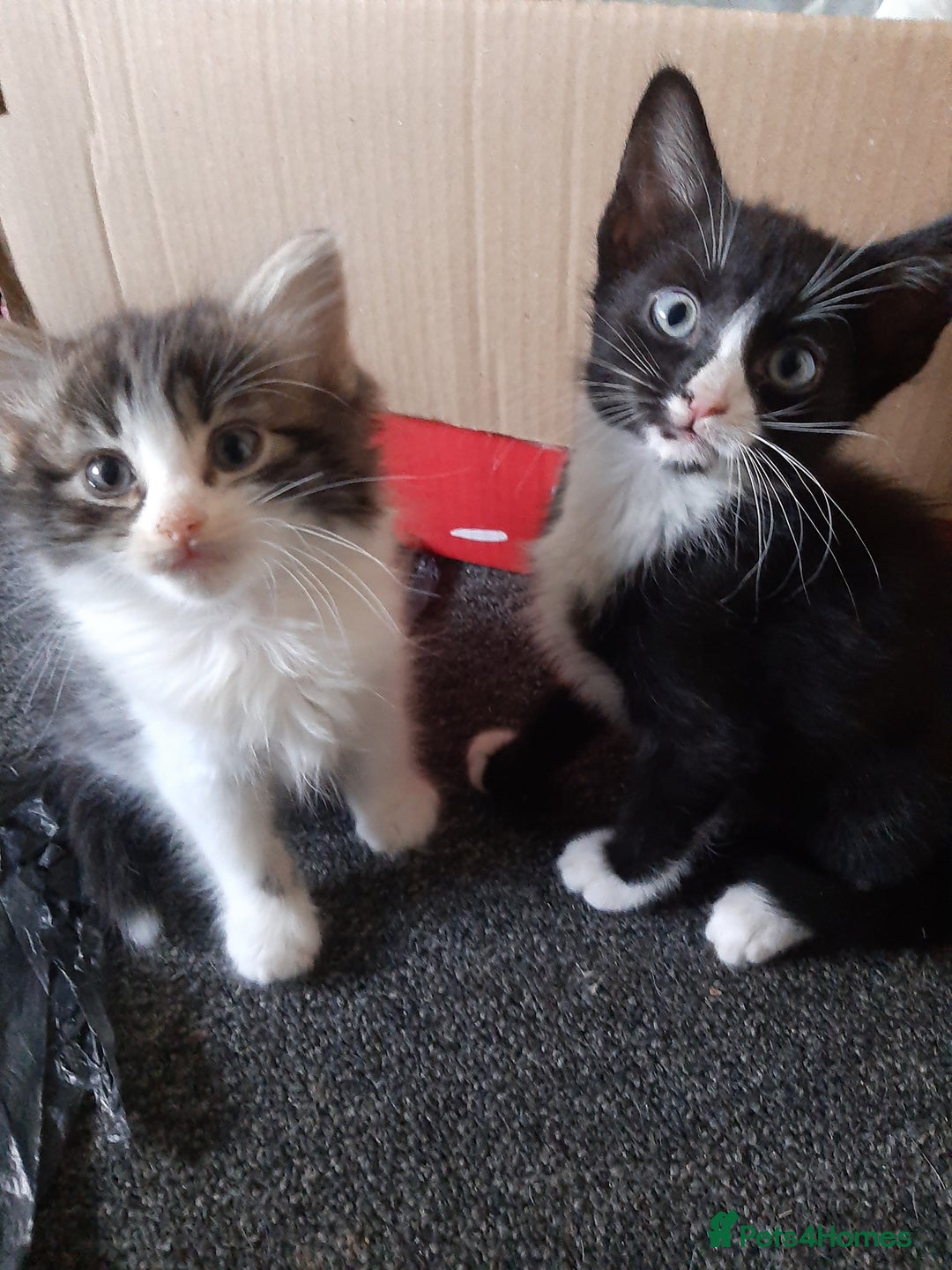 Mixed Breed cats for sale: Hooligans for sale - Advert 10