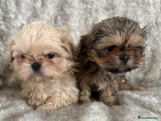 Shih Tzu dogs Reduced Ready now imperial Shihtzu - Advert 1