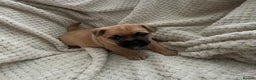 Jug dogs for sale: Jug puppies for sale 4 boys 2 girls 5 weeks old - Advert 17