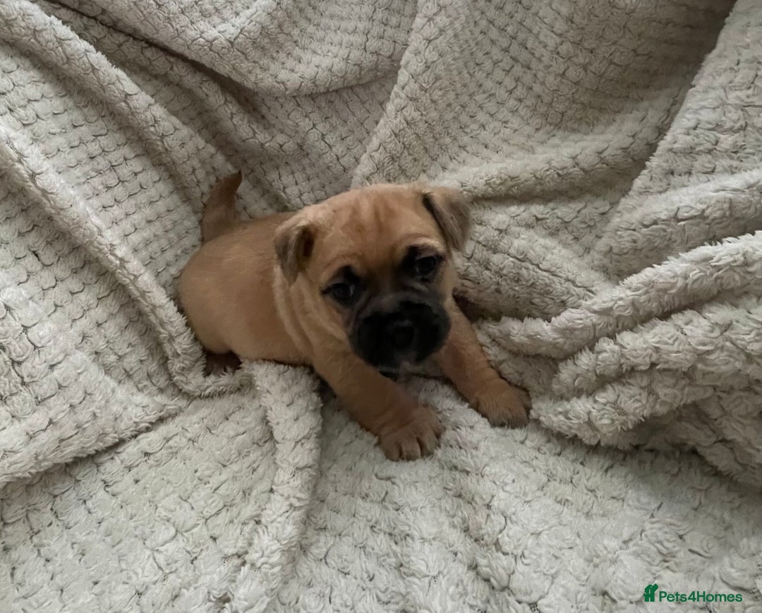 Jug dogs for sale: Jug puppies for sale 4 boys 2 girls 5 weeks old - Advert 17