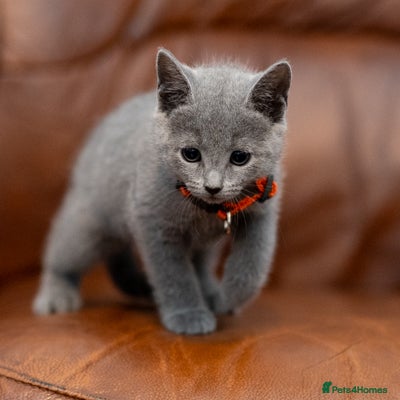 Russian Blue cats Beautiful Russian Blue Kittens Pedigree  - Advert 19