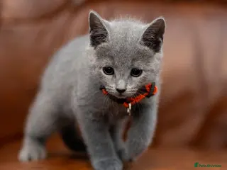 Russian Blue cats Beautiful Russian Blue Kittens Pedigree - Advert 1
